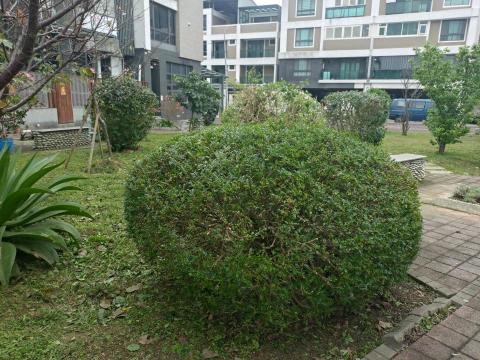 大角山羊 - 修綠籬後
