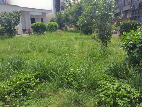 大角山羊 - 割草前