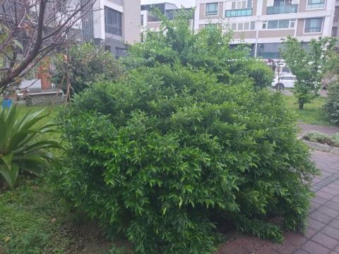 大角山羊 - 修綠籬前