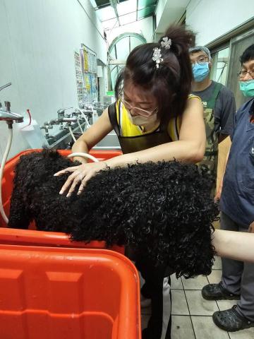 〈純〉洗澡堂（基礎美容+洗澡）〔 是不含剪造型的費用 〕 - 洗巨型貴賓