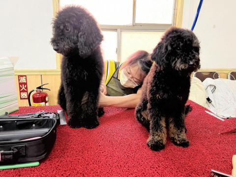 〈純〉洗澡堂（基礎美容+洗澡）〔 是不含剪造型的費用 〕 - 拆結梳毛