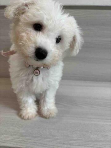 毛大叔狗私塾 - 嬌小活力旺的妹妹
#狗學生 毛大叔狗私塾 - 嬌小活力旺的妹妹
#狗學生