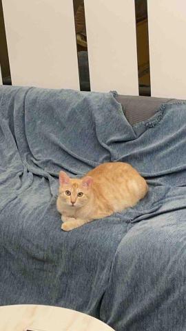 陳雅君 - 家中小貓咪