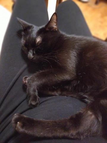 吳季蓉 寵物保母 - 