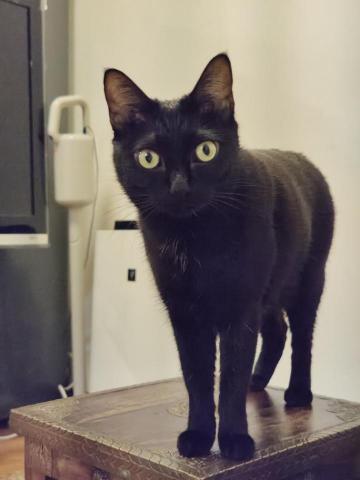 吳季蓉 寵物保母 - 