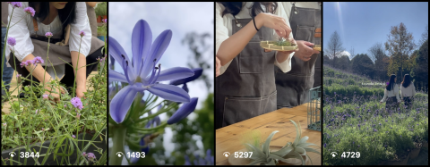 You Wen - 短影音製作(IG/Youtube/FB)，可參考瀏覽數