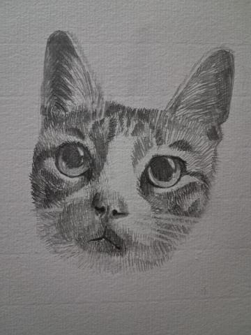 石頁工作室 - 家中的貓咪素描2024
