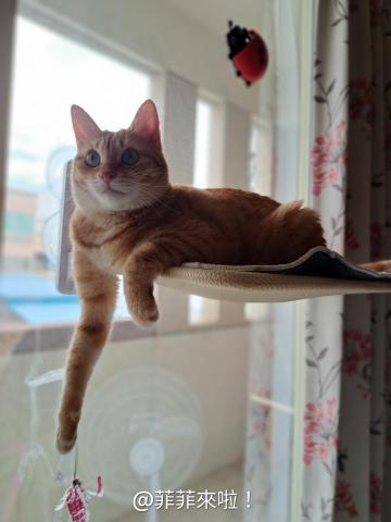 貓保母非喵莫屬黃小妤 - 兼任寵物保姆之外，在2023年11月中安置收編了流浪的小橘子，將愛貓之心繼續延續下去。