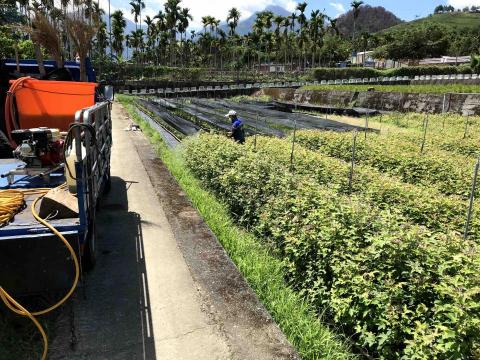 三甲園藝景觀有限公司 - 苗圃育苗