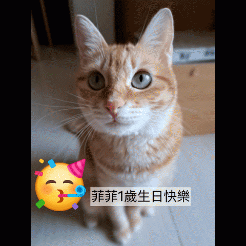 貓保母非喵莫屬黃小妤 - 目前家裡的貓女兒