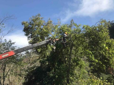 三甲園藝景觀有限公司 - 高空樹木修剪
