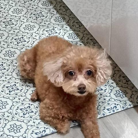 提供寄養服務的專家周