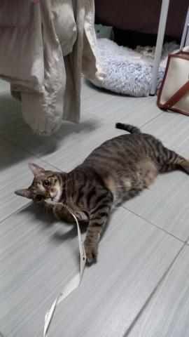 貓保母非喵莫屬黃小妤 - 到府遇到又萌又帥的土豆