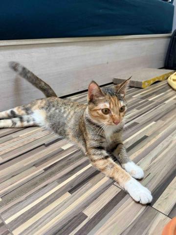 陳雅君 - 寵物保姆照顧貓咪（客戶家小貓）