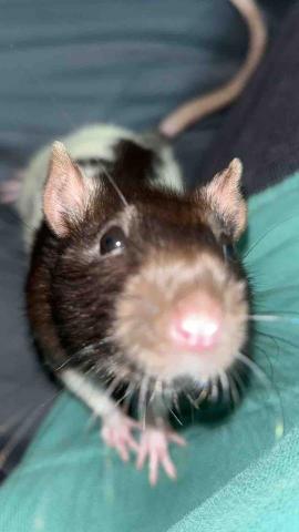 提供老鼠誘餌服務的專家老鼠尾巴