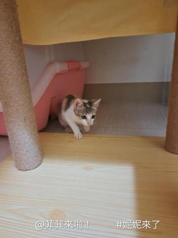 貓保母非喵莫屬黃小妤 - 本身除了當寵物保姆，也支持領養代替購買，2024年11月初機緣下從愛貓志工手邊領養了來自車引擎救援的小三花貓孩寶貝。