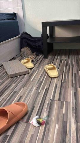 陳雅君 - 寵物保姆照顧貓咪（客戶家小貓）