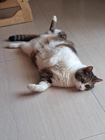 貓保母非喵莫屬黃小妤 - 陪伴我最久的大女兒，2023年中秋前夕到貓星球報到了