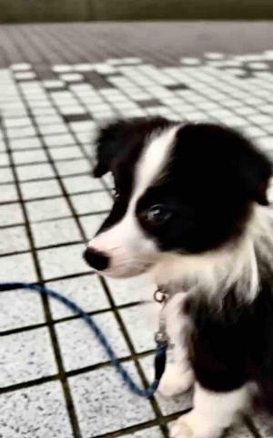 毛大叔狗私塾 - 超可愛的小妹妹 Sunny 
#狗學生 毛大叔狗私塾 - 超可愛的小妹妹 Sunny 
#狗學生