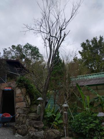 大角山羊 - 枯立木移除前(山櫻花、紅花繼木)