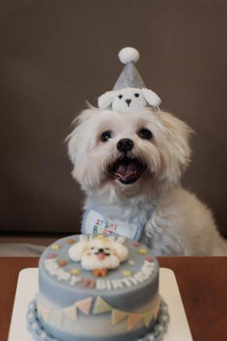 TSE - 寵物蛋糕 商業攝影