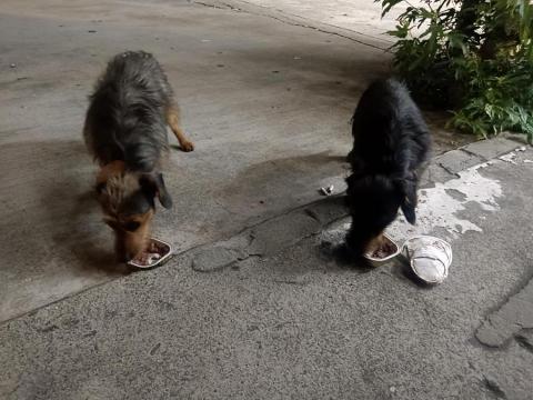 張樂樂 - 喂流浪狗