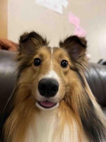 毛大叔狗私塾 - 氣質優雅的女孩 蘿拉
#狗學生 毛大叔狗私塾 - 氣質優雅的女孩 蘿拉
#狗學生