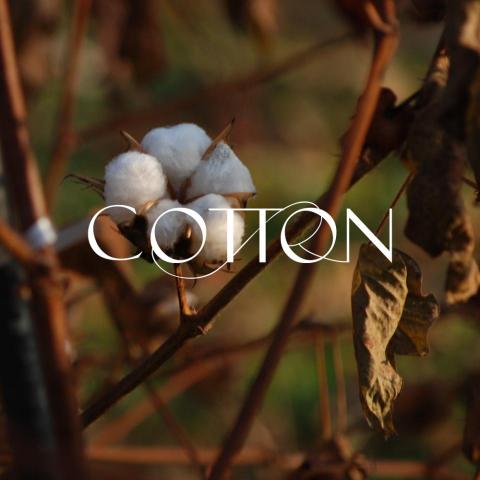 Fan - 英文字體設計