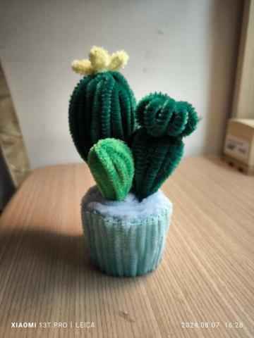 寶石花gemblossom - 仙人掌