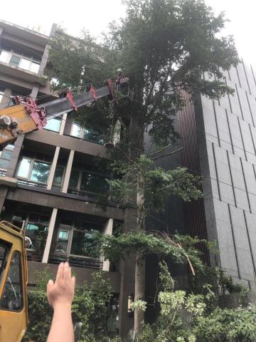 李坤成 （米國隊長） - 故宮私人豪宅 高空鋸樹作業