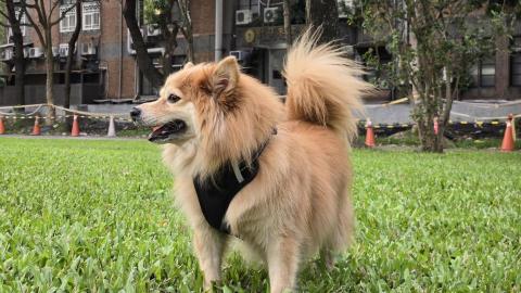 森林小姐貓貓狗勾陪伴師 / 寵物按摩運動 - 