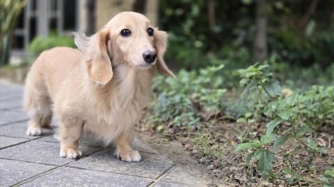 森林小姐貓貓狗勾陪伴師 / 寵物按摩運動 - 