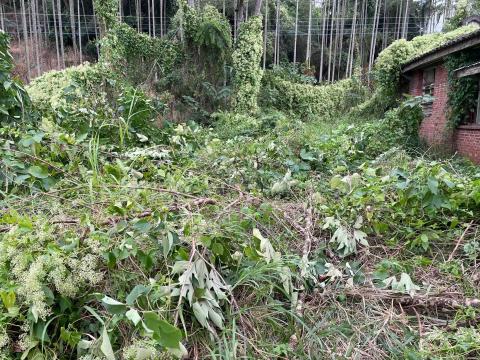 三甲園藝景觀有限公司 - 老房子被雜木藤蔓淹沒
