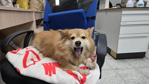 森林小姐貓貓狗勾陪伴師 / 寵物按摩運動 - 