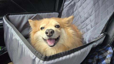 森林小姐貓貓狗勾陪伴師 / 寵物按摩運動 - 