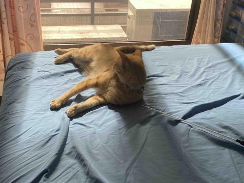 寵物（毛小孩）寄宿/陪伴/散步 - 他的個人房間