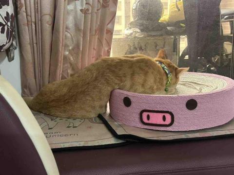 寵物（毛小孩）寄宿/陪伴/散步 - 慵懶看夕陽?