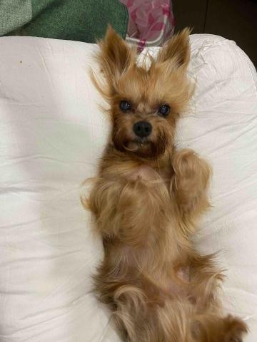 寵物（毛小孩）寄宿/陪伴/散步 - 這是我的寶貝（約克夏）