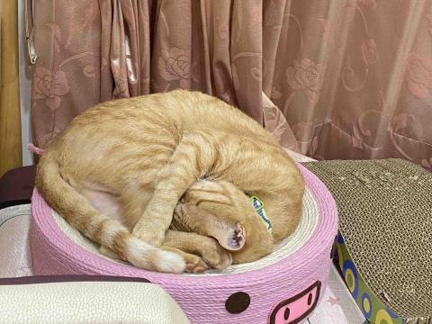 寵物（毛小孩）寄宿/陪伴/散步 - 我家橘貓正在睡午覺
