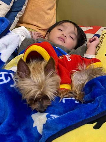 寵物（毛小孩）寄宿/陪伴/散步 - 一起睡覺