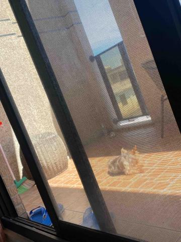 寵物（毛小孩）寄宿/陪伴/散步 - 跑去陽台曬太陽