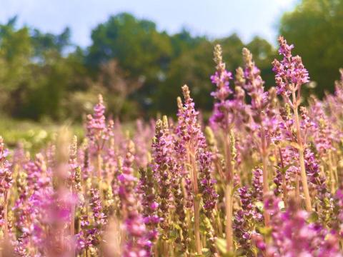 尚騰 - 微觀風景攝影-薰衣草