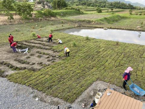 樂合草皮 - 私人民宿造景鋪設