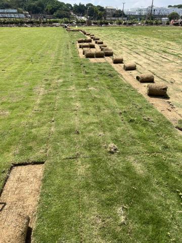 樂合草皮 - 本草場 台北草（韓國草）