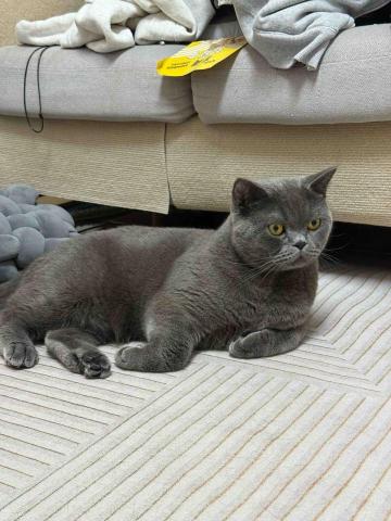 陳雅君 - 寵物保姆照顧的貓咪（客戶家貓咪）