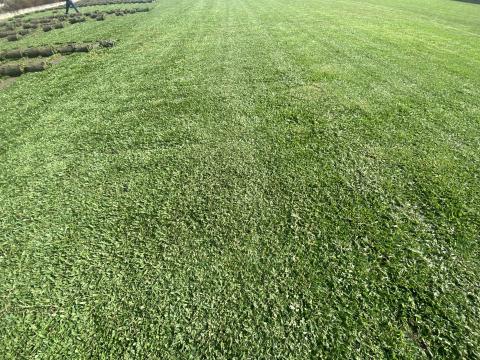 樂合草皮 - 本草場巴西地毯草