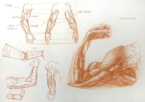 Han studio  邱柏翰 - 手臂動作結構分析
理解在不同角度動作下，肌肉產生的起伏