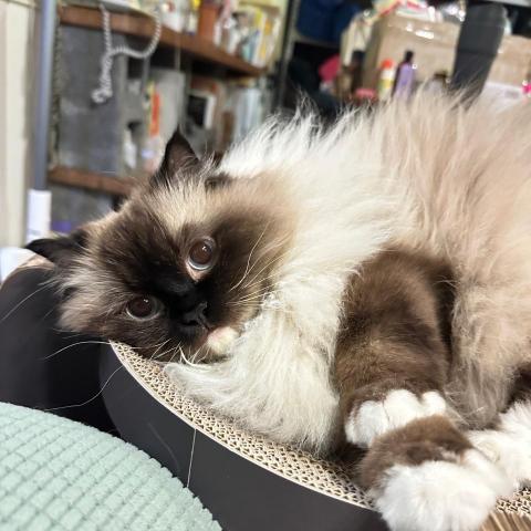 提供餵食器服務的專家Jessie 