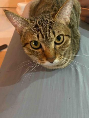 轉譯員 逐字稿接案 - 