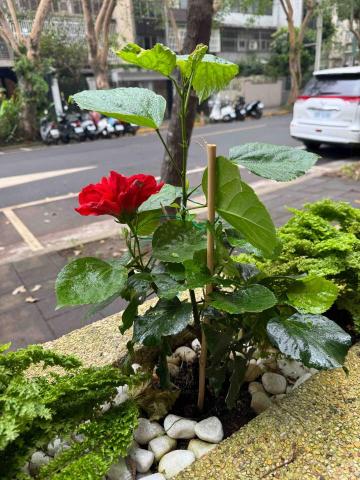 🪽森羽園藝 - 花卉種植及後續扶正維護拔草